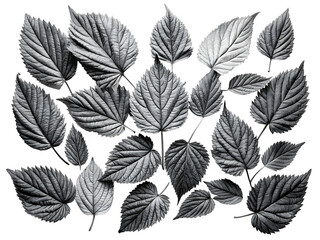  Black and White Leaf Still Life Photography on White Background ,PNG.AI Generated.