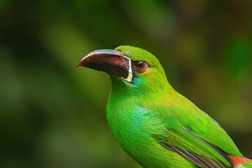 Portrait of Crimson-rumped toucanet sitting in a tree