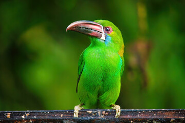 Crimson-rumped toucanet sitting in a tree