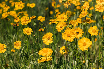 Coreopsis flowers blooming vibrantly in a sunny meadow, showcasing bright yellow petals and lush green foliage, creating a cheerful and lively natural scene with copy space