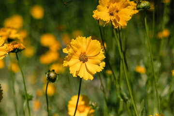 Delicate yellow Coreopsis blooms glow in greenery, touched by sunlight, representing beauty, renewal, and a peaceful garden environment.