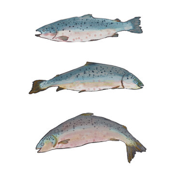 Three Atlantic blue gray salmons. Watercolor isolated white illustration. Fish tourism. For travel food magazines and map, menu restaurant, all design, greeting cards and books, banners and clip art