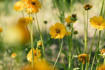 Coreopsis flowers blooming in a vibrant garden setting, showcasing bright yellow petals and lush green foliage, creating a cheerful and lively atmosphere with copy space
