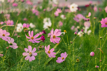 Fototapeta premium Delicate cosmos flowers with pink petals blossom in greenery, glowing under sunlight, evoking peace, elegance, and nature's enchanting spirit.