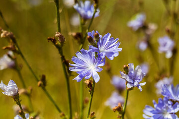 Fototapeta premium A tall cichorium flower with gentle blue petals stands in vibrant greenery, reflecting tranquility, elegance, and the beauty of nature.