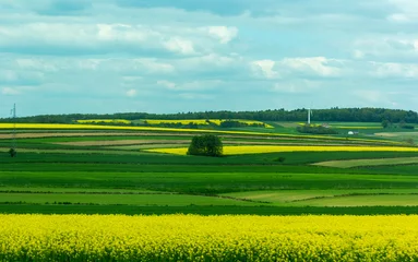 Foto auf Acrylglas Grün Farm landscape of yellow-green wheat and rapeseed fields  © Sviatlana