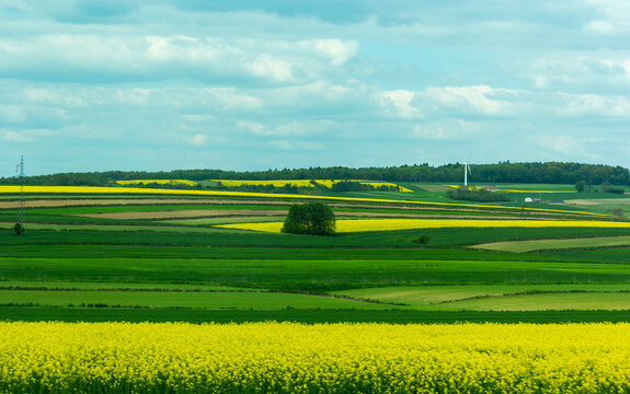 Farm landscape of yellow-green wheat and rapeseed fields
