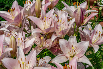 Vibrant close up of blooming light pink lilies in full summer bloom. The delicate petals and orange...