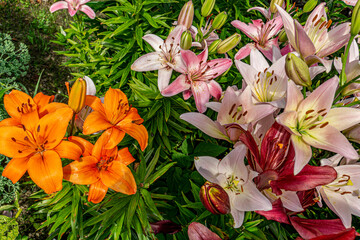 Blooming pink and red lilies in full summer bloom. The delicate petals and orange stamens are surrounded by lush green foliage, showcasing natural beauty and floral elegance.