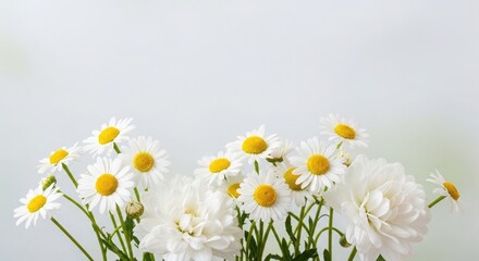 Obraz premium White Daisies and Chrysanthemums on White Background