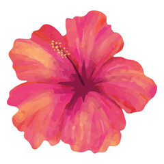 Floral pink hibiscus watercolor © Vexels