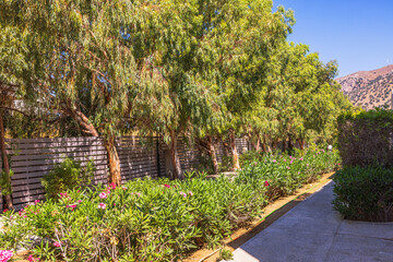 Shady garden path hotel with blooming oleander bushes and tall eucalyptus trees against mountain...
