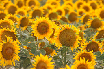 Close up of golden yellow sunflowers