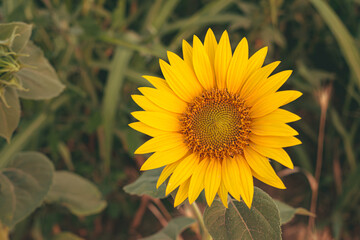Close up of golden yellow sunflowers