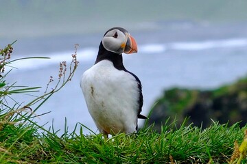 A Puffin standing on a grassy cliff.