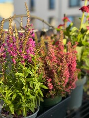 Beautiful blooming vinrant Purple loosestrife and purple-pink bell Heather Erica cinerea decorative flowers in flower pots in balcony garden close up