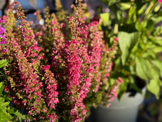 Beautiful blooming vinrant purple-pink bell Heather Erica cinerea decorative flowers in flower pot in balcony garden close up