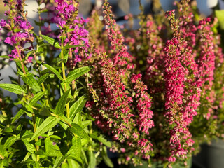 Beautiful blooming vinrant Purple loosestrife and purple-pink bell Heather Erica cinerea decorative...