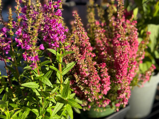 Beautiful blooming vinrant Purple loosestrife and purple-pink bell Heather Erica cinerea decorative...