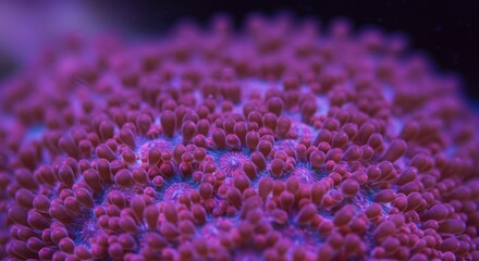 Close-up Pink Coral Polyps with Blue Details Under Soft Light
