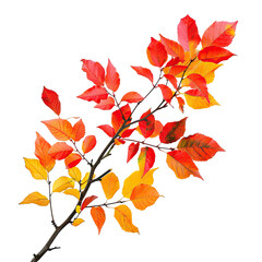 Naklejka premium Autumnal branch with vibrant, fall-hued leaves. A slender, dark-brown branch displays a cluster of leaves in shades of fiery orange, vibrant red, and warm yellow.