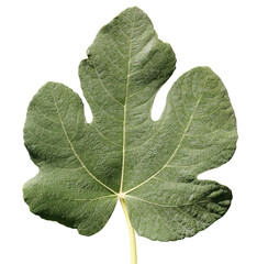 fig leaf isolated on a white background