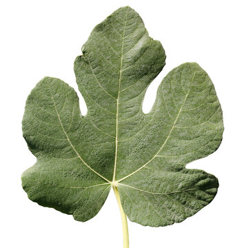 fig leaf isolated on a white background