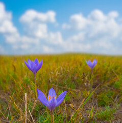 closeup wild autumn flower growth among prairie under cloudy sky