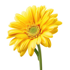 Naklejka premium Close-up of a vibrant yellow gerbera daisy, isolated against a black background. Its petals are a bright, rich yellow, radiating outward from a central, green-yellow disc.