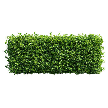 Green boxwood hedge rectangle isolated on transparent background