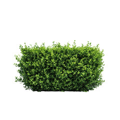Obraz premium Green boxwood shrub, rectangle isolated on transparent background