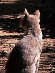 A Grey Cat Sitting on Ground from Behind