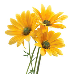 Naklejka premium Three vibrant yellow flowers with green centers and stems, isolated on black