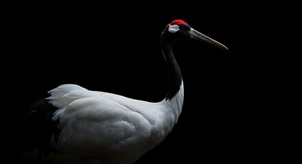 Elegant Crane Bird with Black Background and White Feathers in Nature Setting © SRRiadi