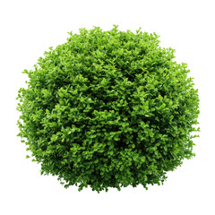 Obraz premium Round green shrub topiary plant isolated on transparent background
