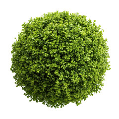 Obraz premium Green bush, topiary ball isolated on transparent background