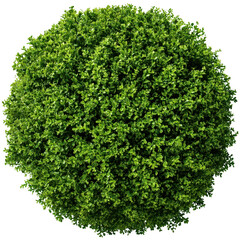 Obraz premium Green bush top view, round shape isolated on transparent background