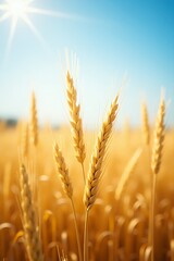 Fototapeta premium Golden wheat field under a bright blue sky with the sun shining.