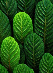 Lush Green Foliage