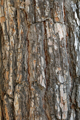 Fototapeta premium Tree trunk texture. Close up of a rough textured tree trunk