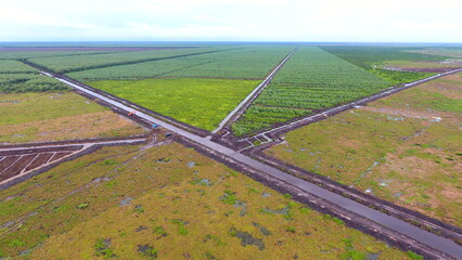 Land clearing for Industrial Plantation Forest and palm oil tree
