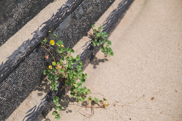 白兎海岸、元気よく育つ野花、鳥取、日本