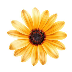 Obraz premium and keyword list based on the image.. Yellow Flower Bloom, Isolated on Black Background, Botanical Close-Up Image.