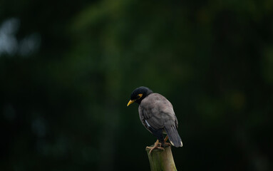 A Indian myna (Acridotheres tristis) bird perched on a branch against a dark, blurred background.
