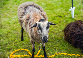 Domestic sheep on a chain in a meadow