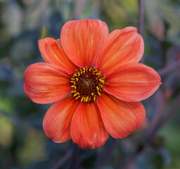 Beautiful close-up of a peony-flowered dahlia
