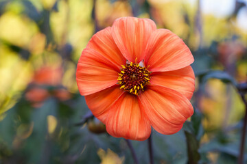Beautiful close-up of a peony-flowered dahlia