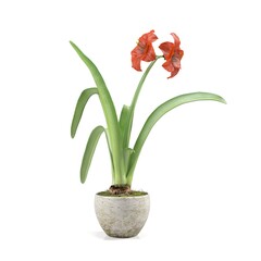 Potted red amaryllis with lush green leaves.