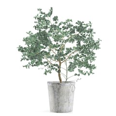 Potted eucalyptus tree with lush green leaves. © Ilie