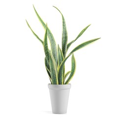Vibrant snake plant in a white pot.
